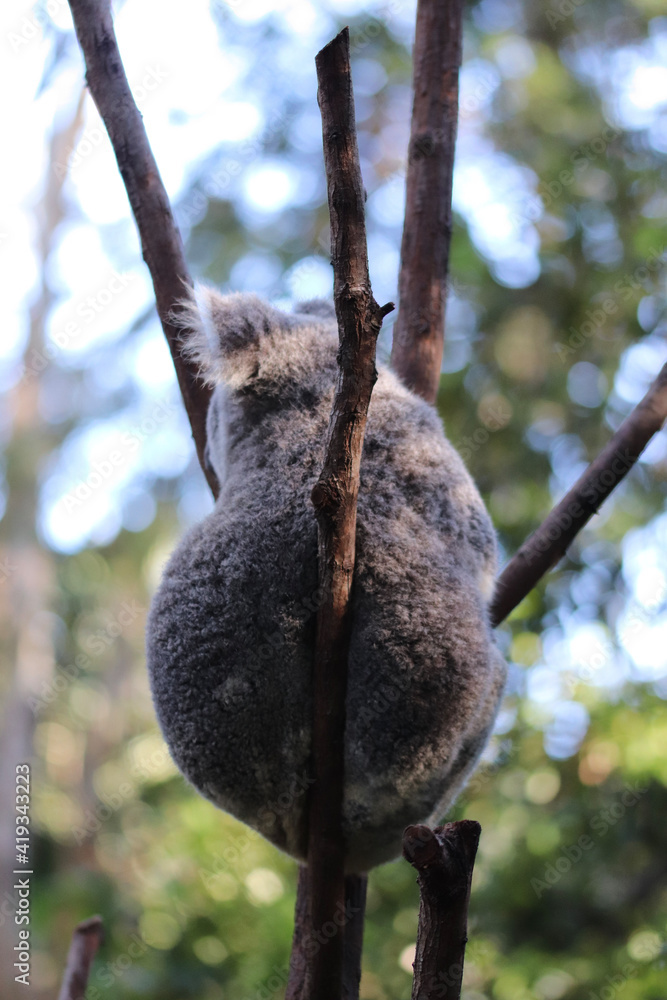 Naklejka premium koala in tree