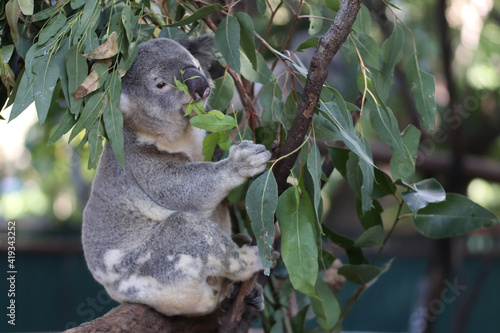 Photography koala in a tree