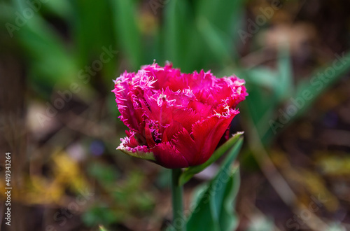 Big beautiful double pink tulip flower in the garden on a green background
