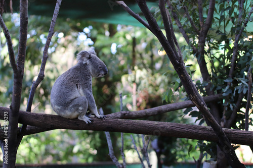 Photography koala in a tree