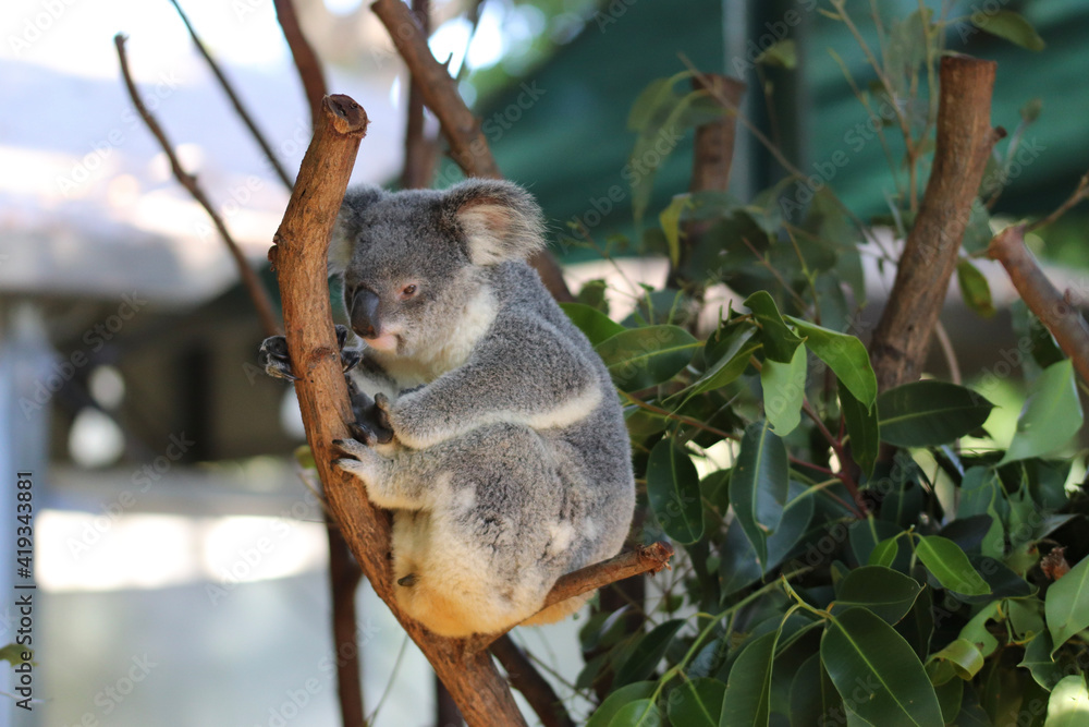 Obraz premium squirrel on a tree