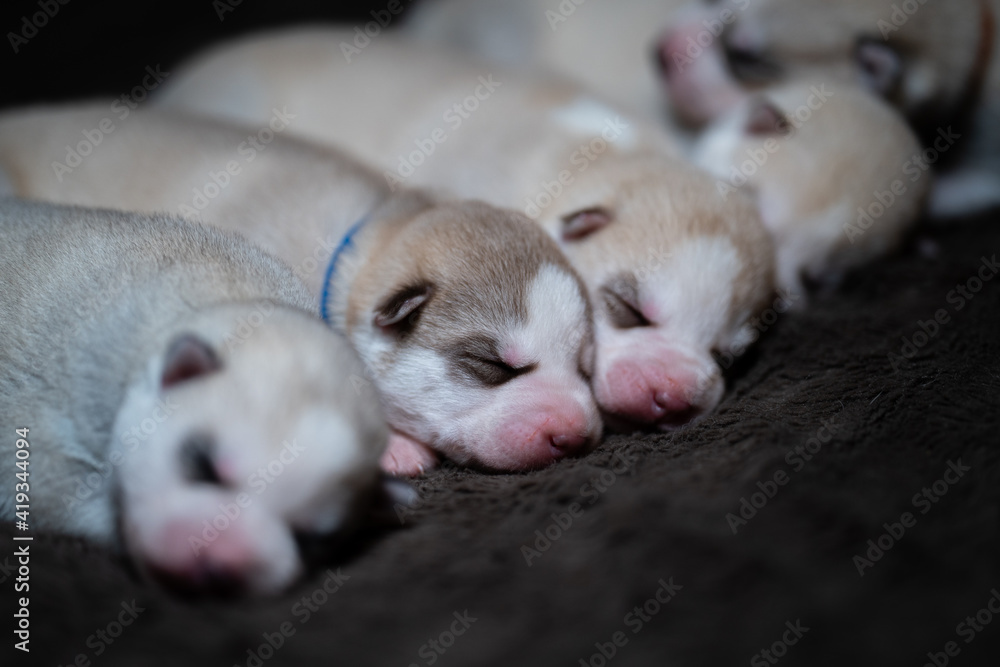Fototapeta premium Siberian Husky Puppy