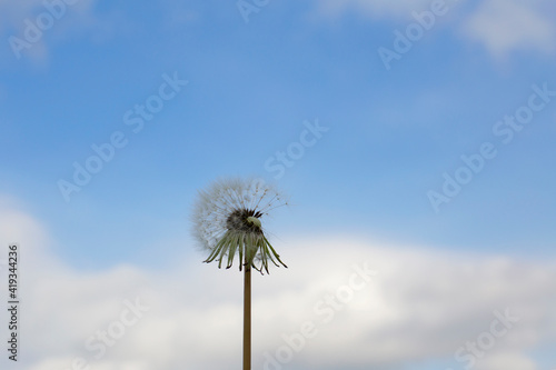 Fluffy white dandelion against the background of a natural blue sky with white clouds. © lexashka
