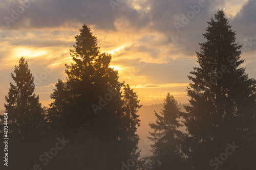 Beautiful view of the fir trees against the background of golden clouds. Trees at sunrise close up. Morning forest landscape. Wonderful golden light at sunrise. Natural background.
