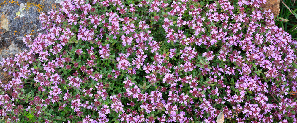 Scharlachroter Feldthymian mit vielen Blüten, Panorama Scharlachroter Feldthymian mit vielen Blüten, Panorama