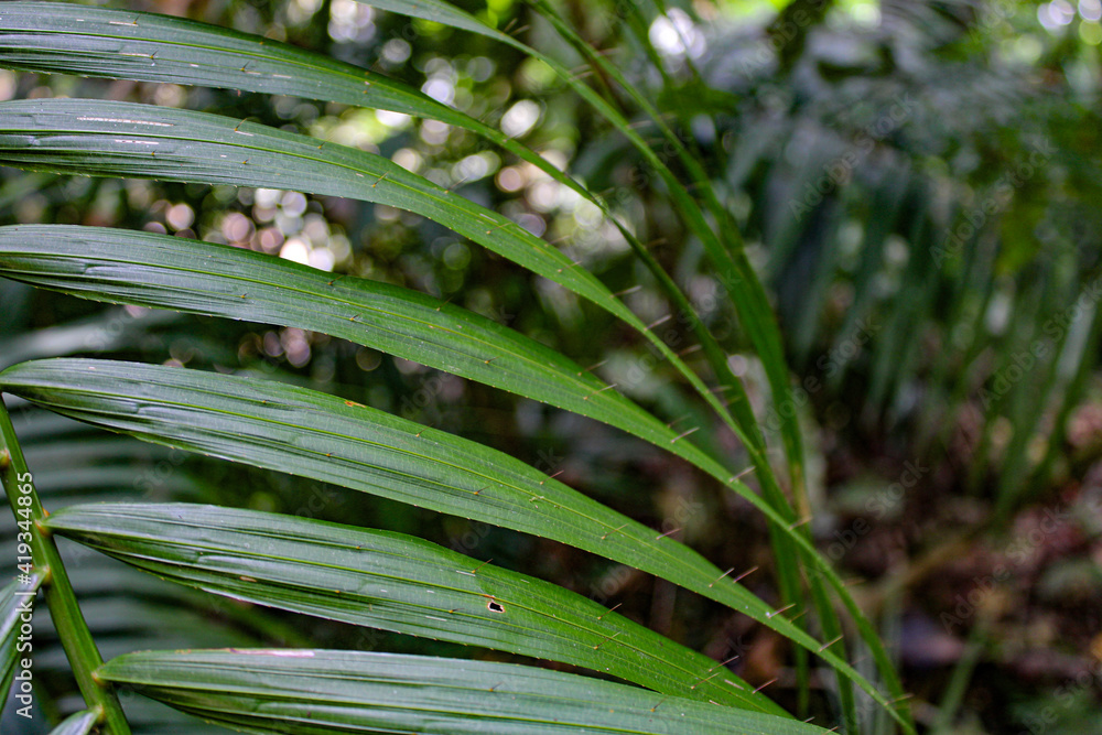 Fototapeta premium palm leaves