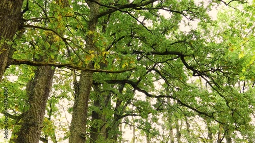 Walking along old oak trees alley and looking up  at the big strong branches with  green leaves.