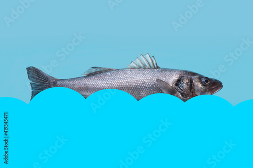sea bass fish over blue background, mock-up with space for text