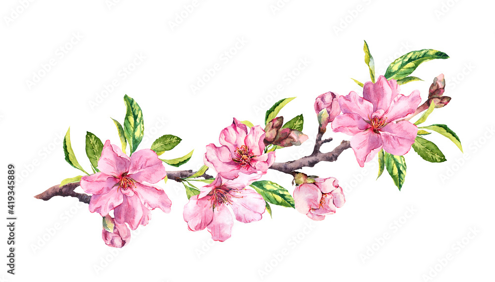 Flowering cherry tree. Pink apple flowers, sakura, almond flowers on blooming branch. Water color