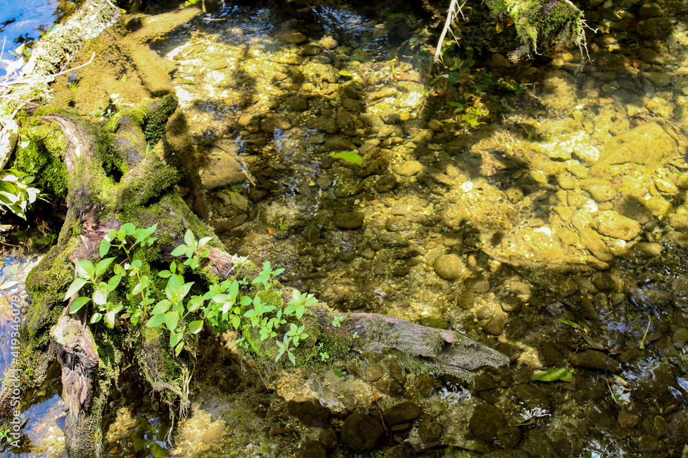 Obraz premium moss covered log in water