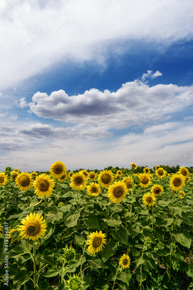 Fototapeta premium Sunflower field with cloudy blue sky