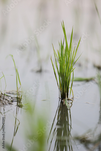 Green Head rice plant wheat on water