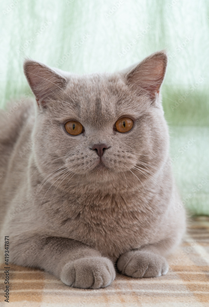 British shorthair cat. cat smoky colour. adult cat lies on the windowsill in the daylight. 08 August, World Cat Day.