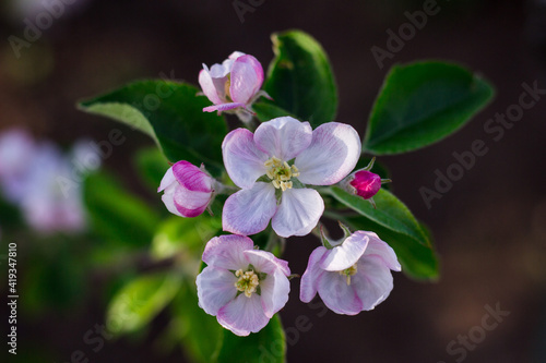 blooming apple tree in spring ,
pink and white flowers