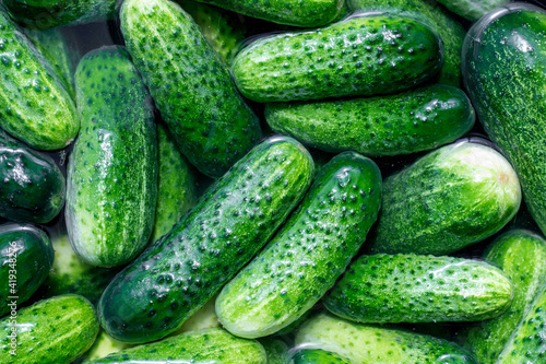 fresh cucumber from the garden, cucumbers in water,
cucumbers in a market