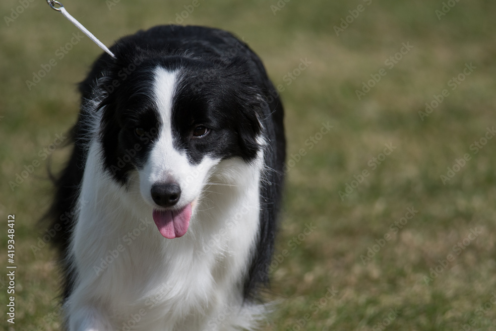Border Collie with black and white fur
