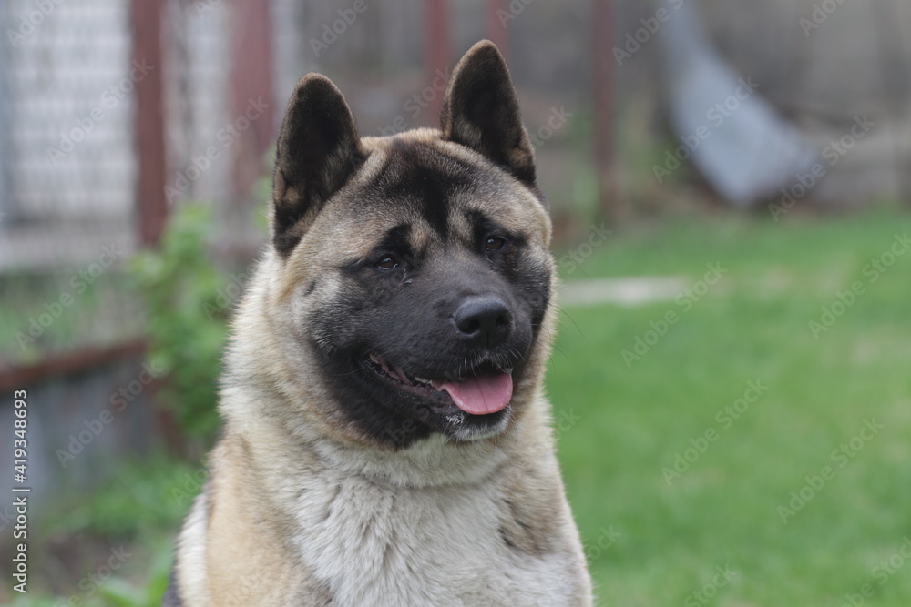 Akita Akim posing in nature Akita Akim posing in nature