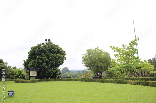 trees in the park