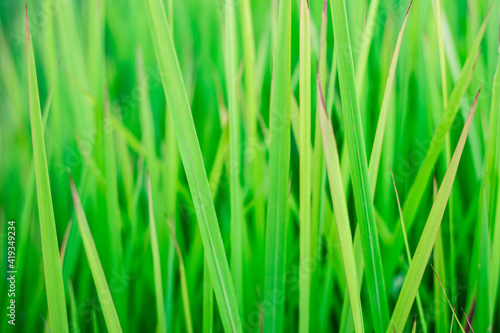 green grass background, green grass close up