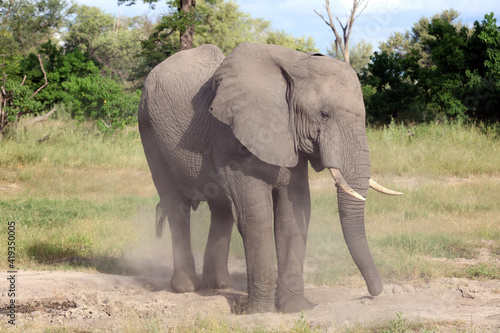 Elephant raising dust at a salt lick  Okavango Delta  Botswana 