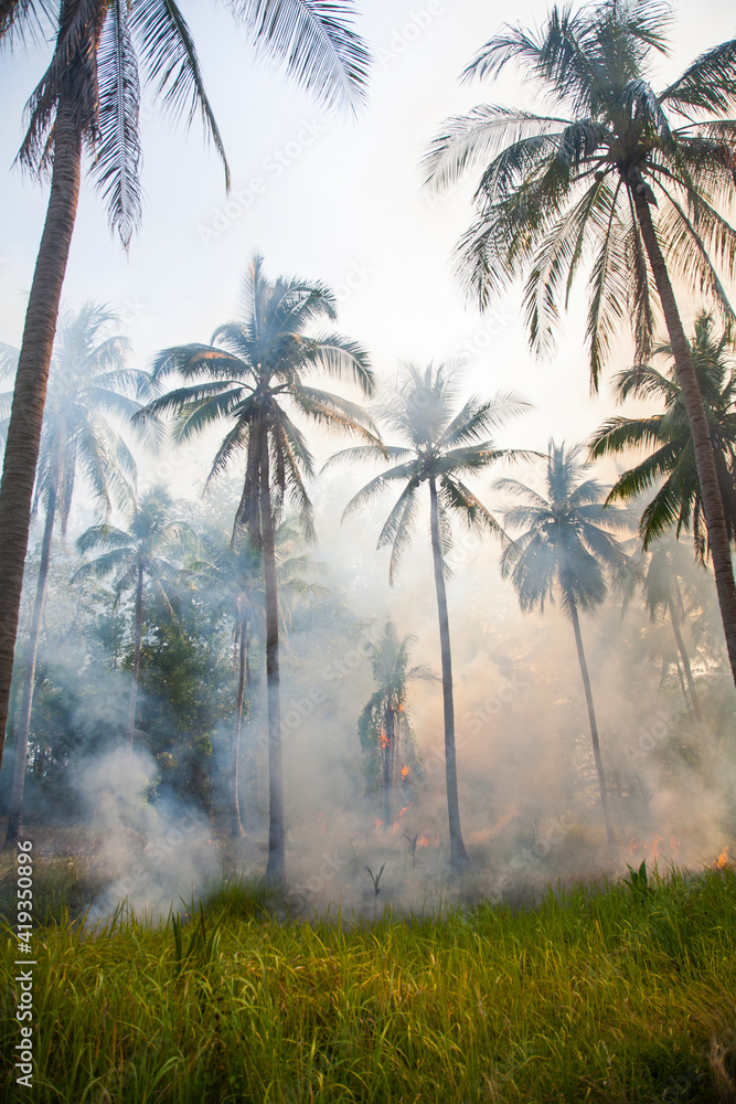 clearing in the jungle clearing in the jungle