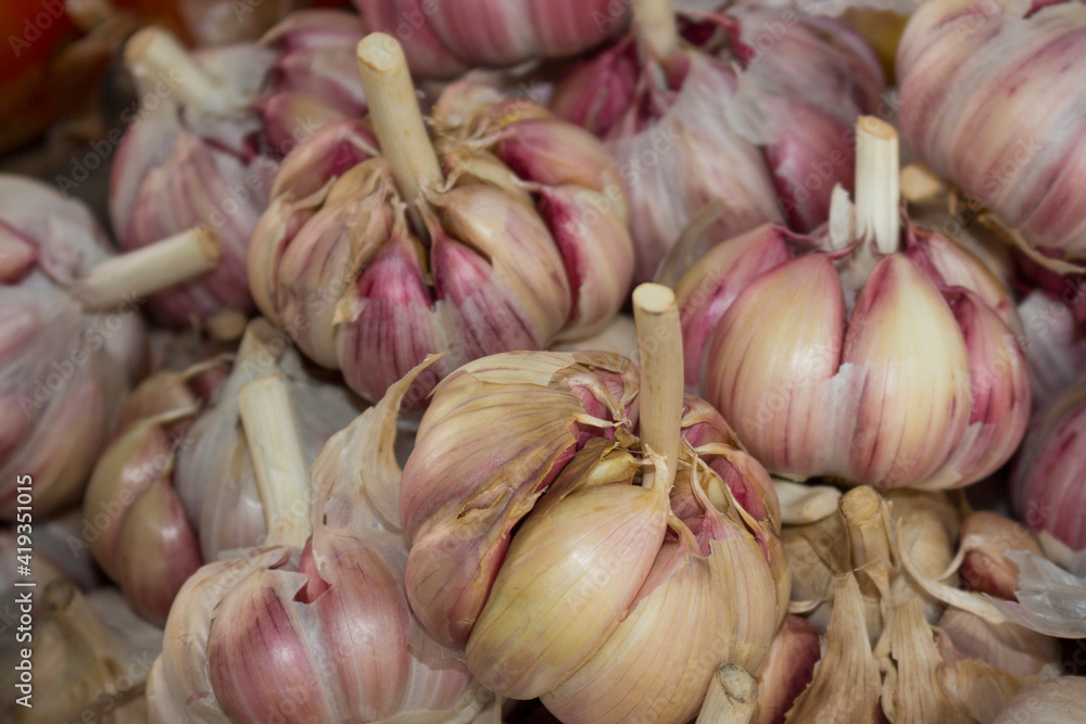 Garlic in spice bulbs widespread everywhere in the world. Garlic (Allium sativum) in the Supermarket. Close-up photography.