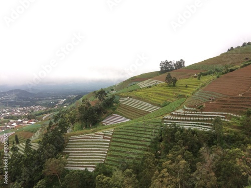 rice terraces in island