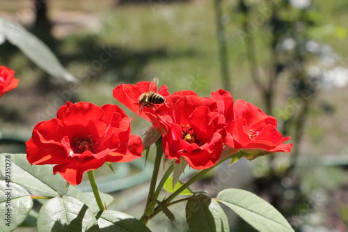 red poppies in the garden
