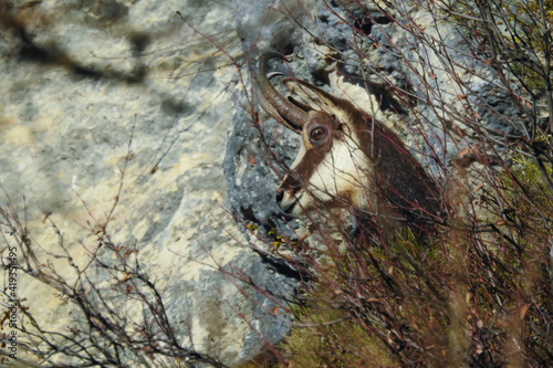 camoscio alpino (Rupicapra rupicapra) ,primo piano testa tra le rocce