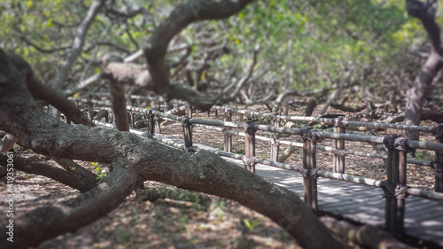 Tilt shift effect of wooden walkway in the largest cashew tree of the world, Natal, Brasil photo