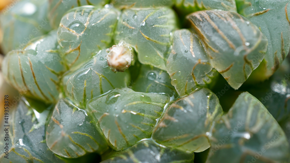 ハオルチア・オブツーサ Stock Photo Adobe Stock