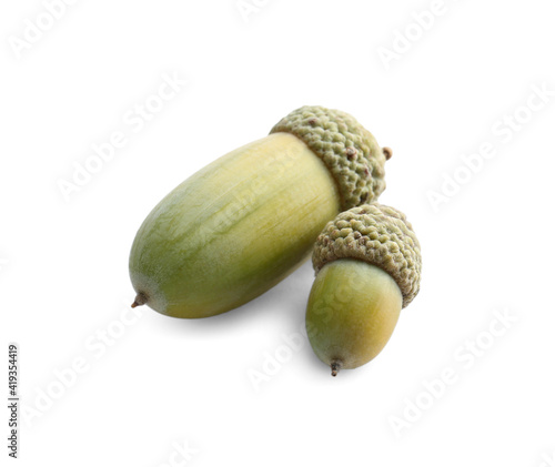 Beautiful green acorns on white background. Oak nuts