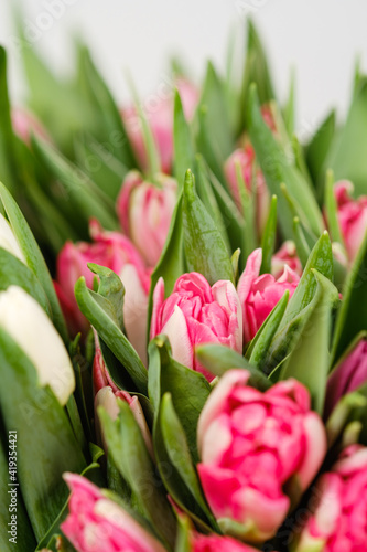 Lots of pink, white and salmon tulips in crafting packaging close-up on a white background.