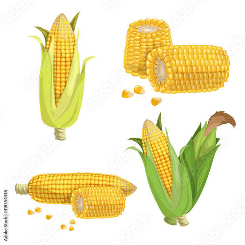 Sweet corn set. Cartoon style. Corn cobs, cuts of corn and seeds. Golden maize collection. Vector illustrations isolated on white.