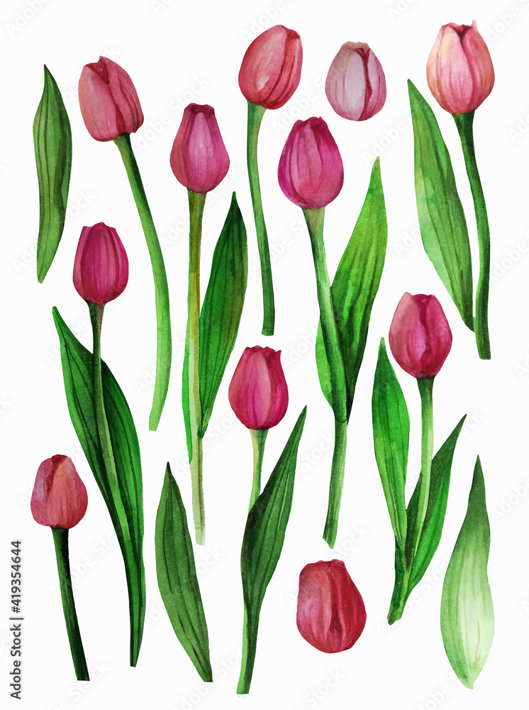 Obraz premium Beautiful hand-painted isolated dark pink tulips on white background
