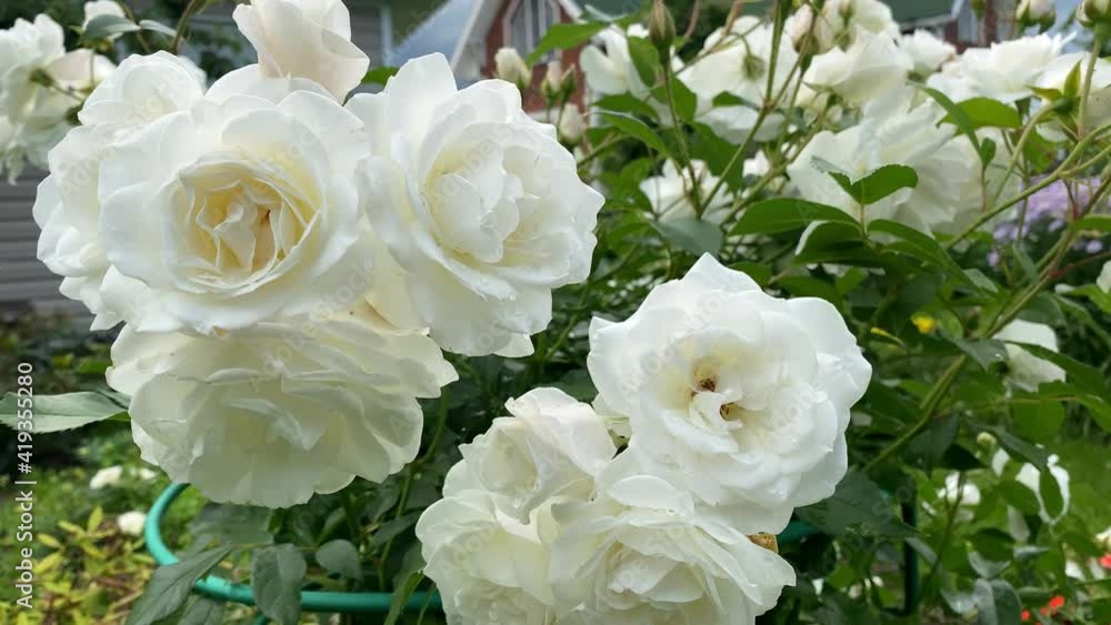 a bush of a garden white rose with large clusters of flower buds on the branches. the whole bush in flowers a bush of a garden white rose with large clusters of flower buds on the branches. the whole bush in flowers