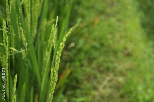 Close up of rice plants in rice fields