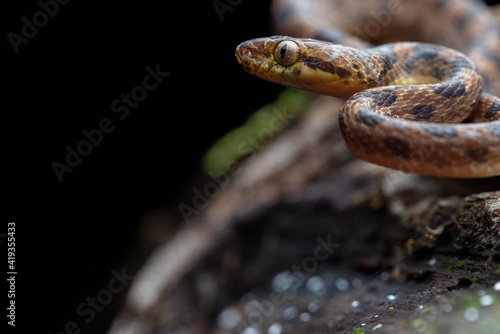 Northern Cat-eyed Snake (Leptodeira septentrionalis) - Osa peninsula, Costa Rica