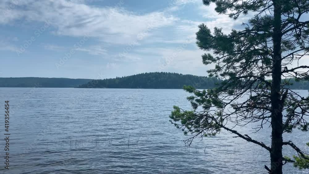 a small pine tree on the background of a large lake on a gray cloudy day a small pine tree on the background of a large lake on a gray cloudy day