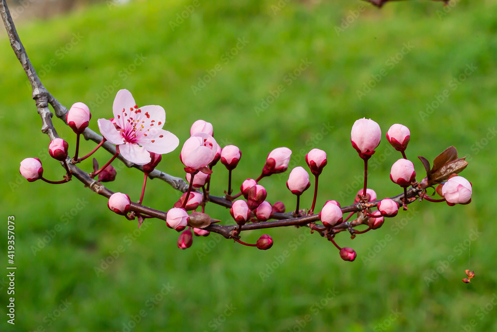 Almond blossom. Spring Flower. Pink pistils. Petals of the almond blossom. Green stem with pink flowers. Tree covered in flowers. Almond tree Almond blossom. Spring Flower. Pink pistils. Petals of the almond blossom. Green stem with pink flowers. Tree covered in flowers. Almond tree