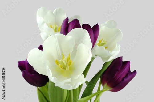 Bunch of white and purple tulips.