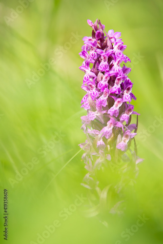 Broad-Leaved Marsh Orchid / Breitblättriges Knabenkraut (Dactylorhiza majalis)  - Oberschwaben, Germany photo