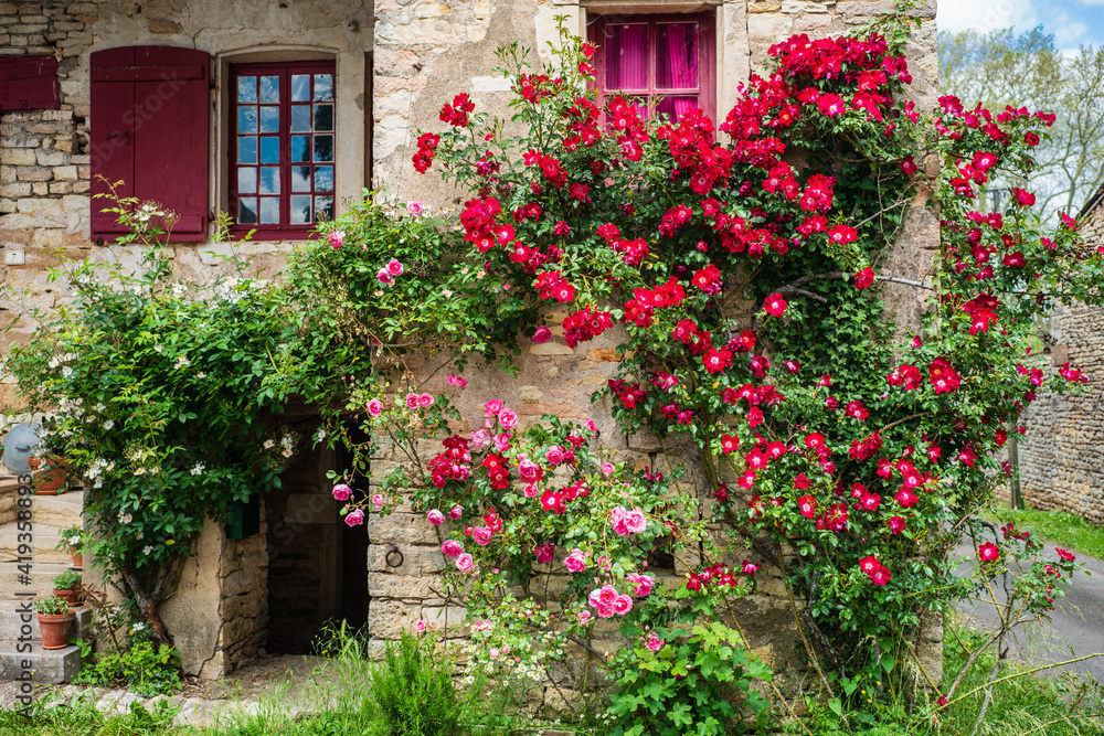 F, Burgund, Chapaize, oppulent blühender Rosenstrauch an alter Hausmauer, romantisch, überbordend