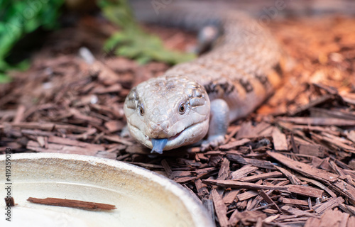 The lizard shows its tongue. photo