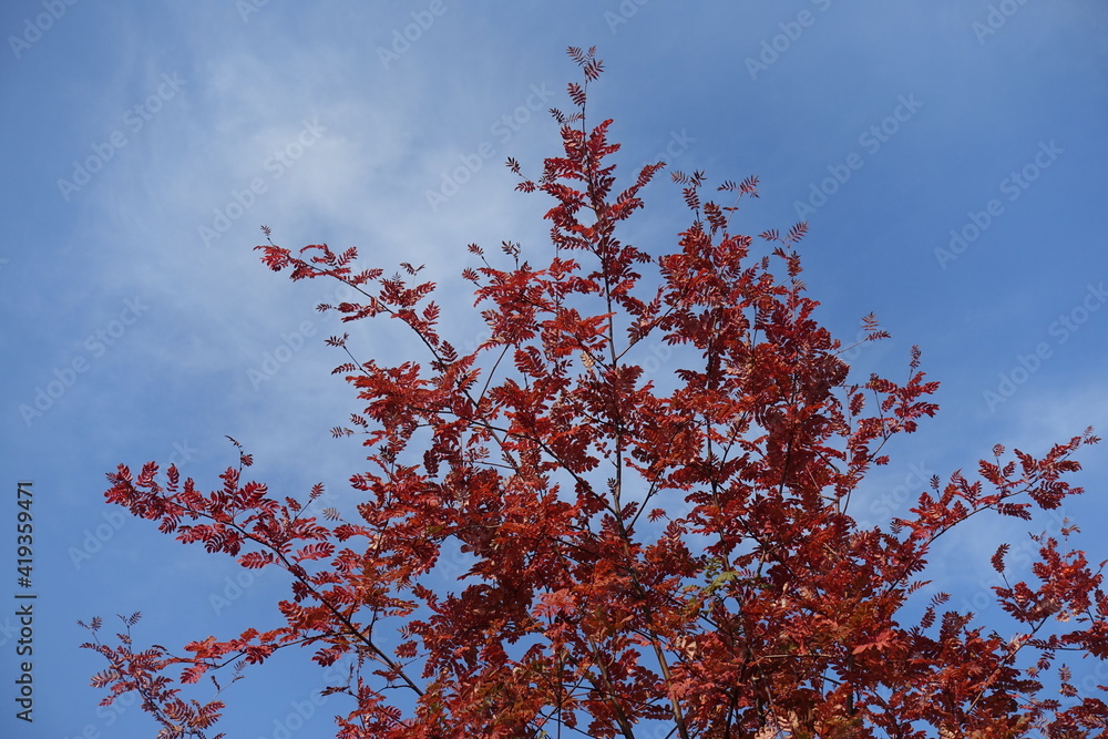 Red autumnal foliage of rowan against blue sky in mid October Red autumnal foliage of rowan against blue sky in mid October