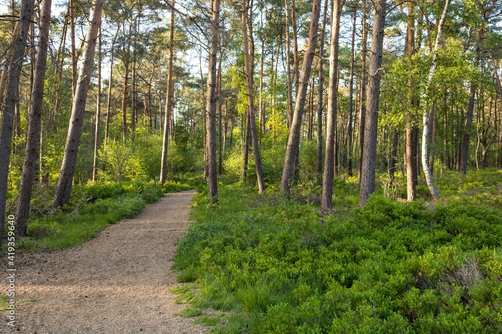 Fototapeta premium Wanderweg im 