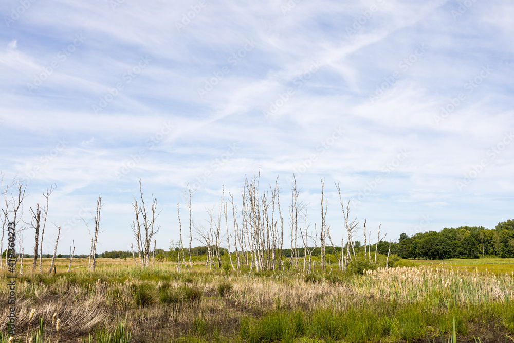 Abgestorbene Bäume im Hochmoor