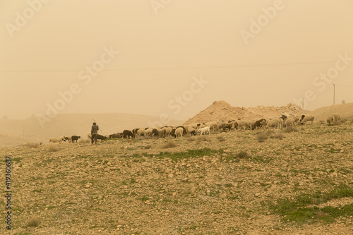 Landscape during sandstorm in the Israel and Palestine desert, with shepherd grazing goats and sheep in the background.