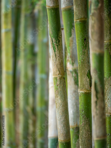 Young Bamboo tree close up