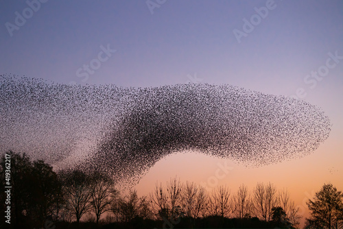 Fotografiet Beautiful large flock of starlings